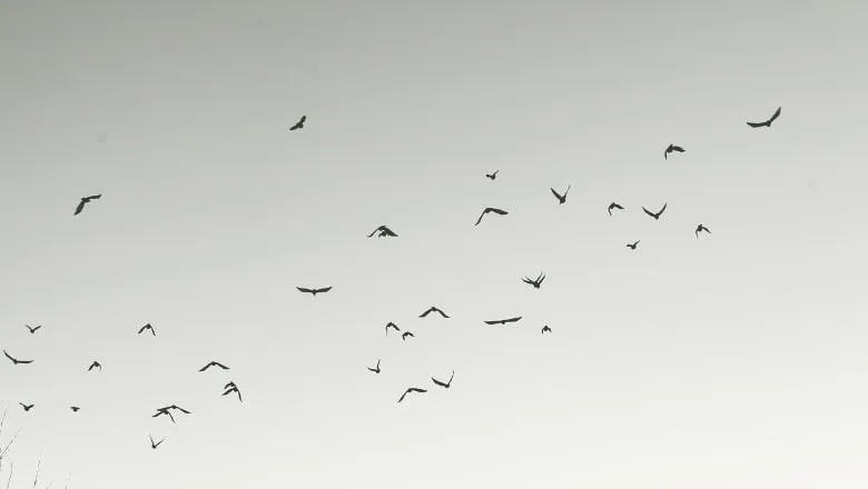 Ein Vogelschwarm am hellen Himmel